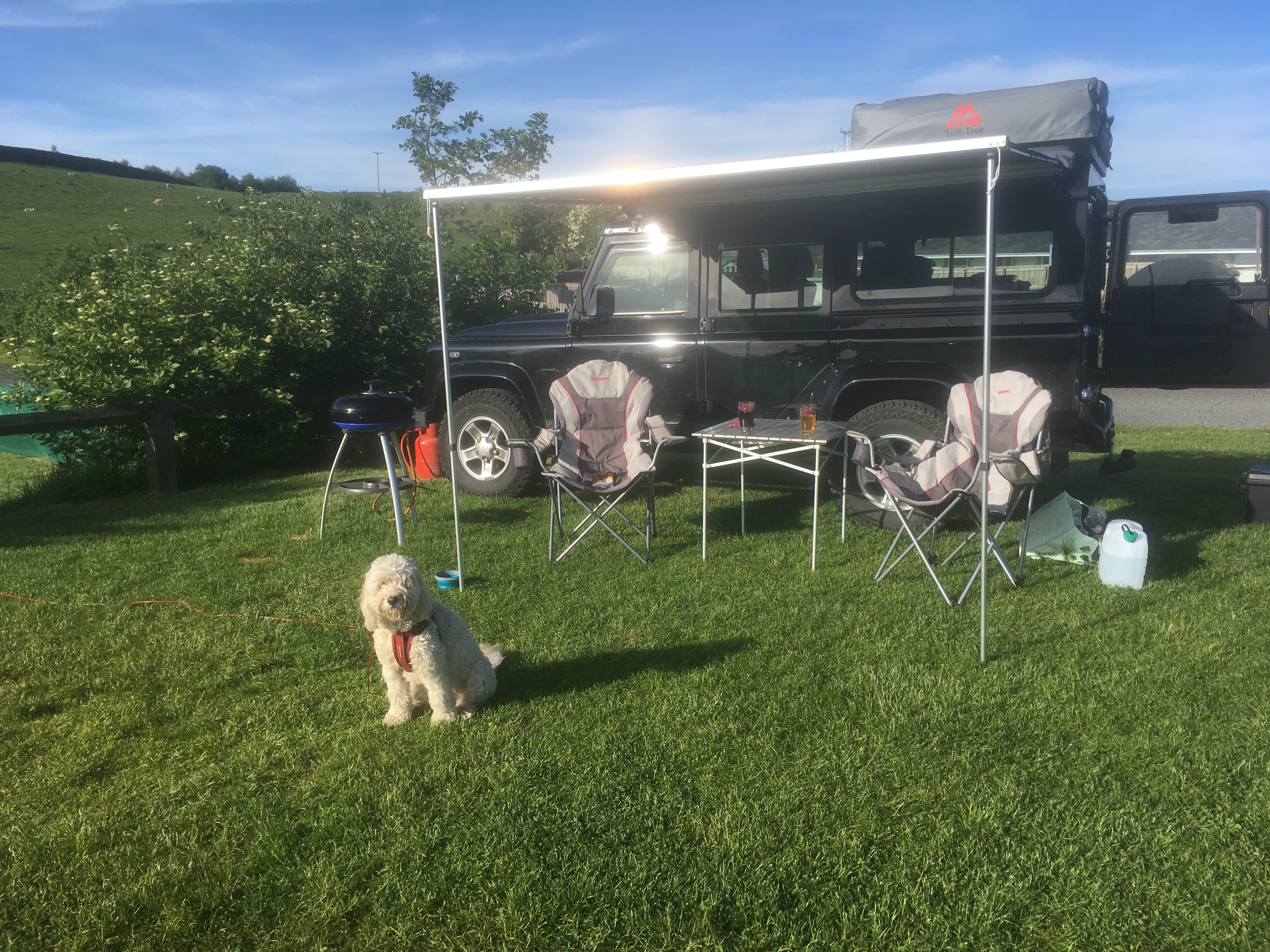 dogs on site at Herding Hill Farm